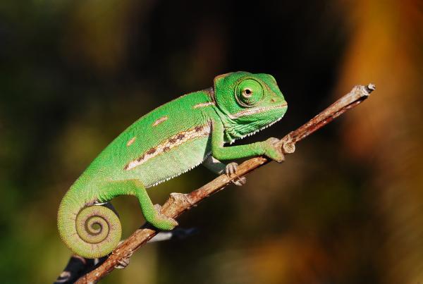 Info for new keepers with young veiled or panther chameleons ...