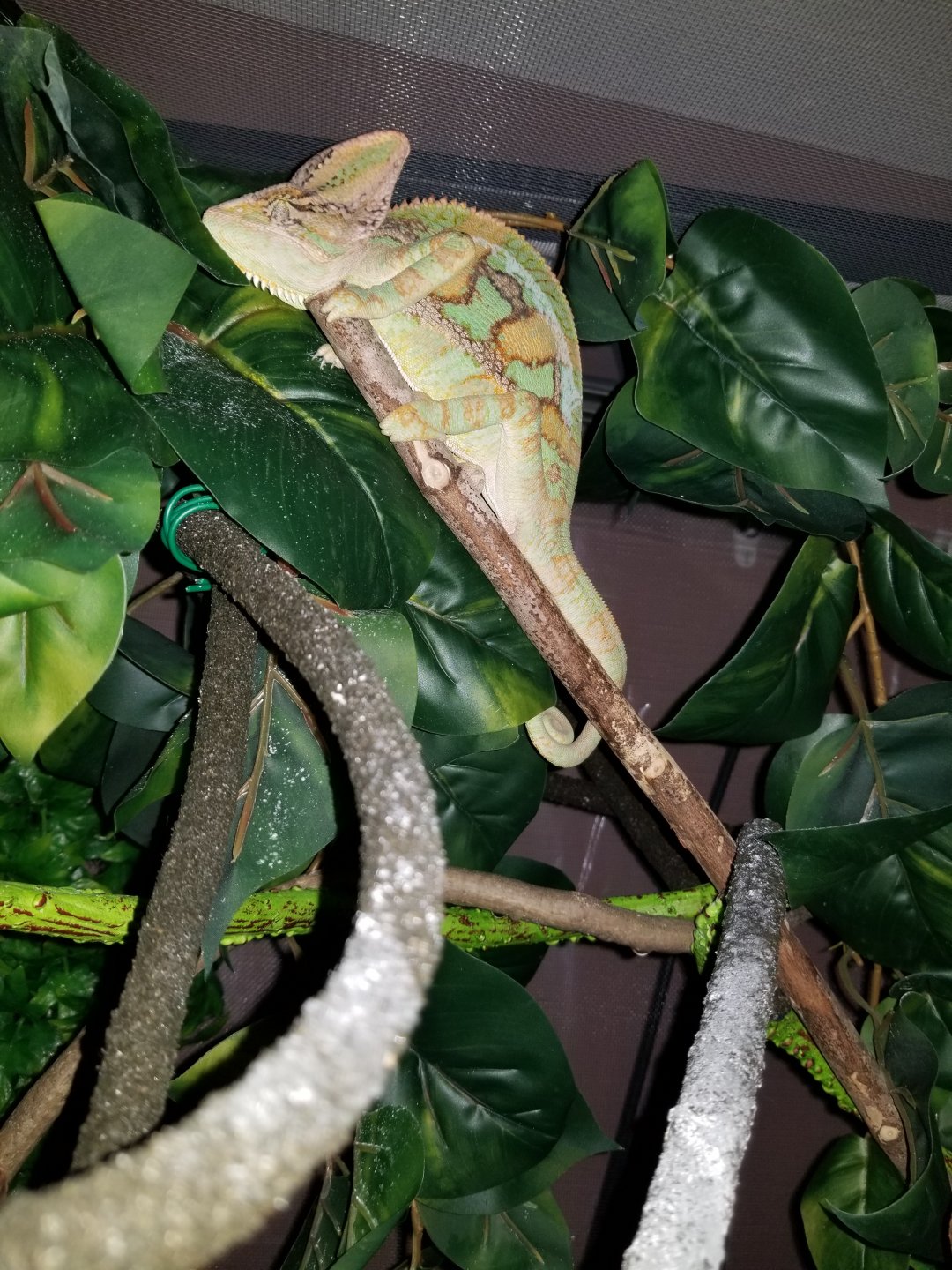 Pro-tips For Beginners And Planning To Get A Chameleon 