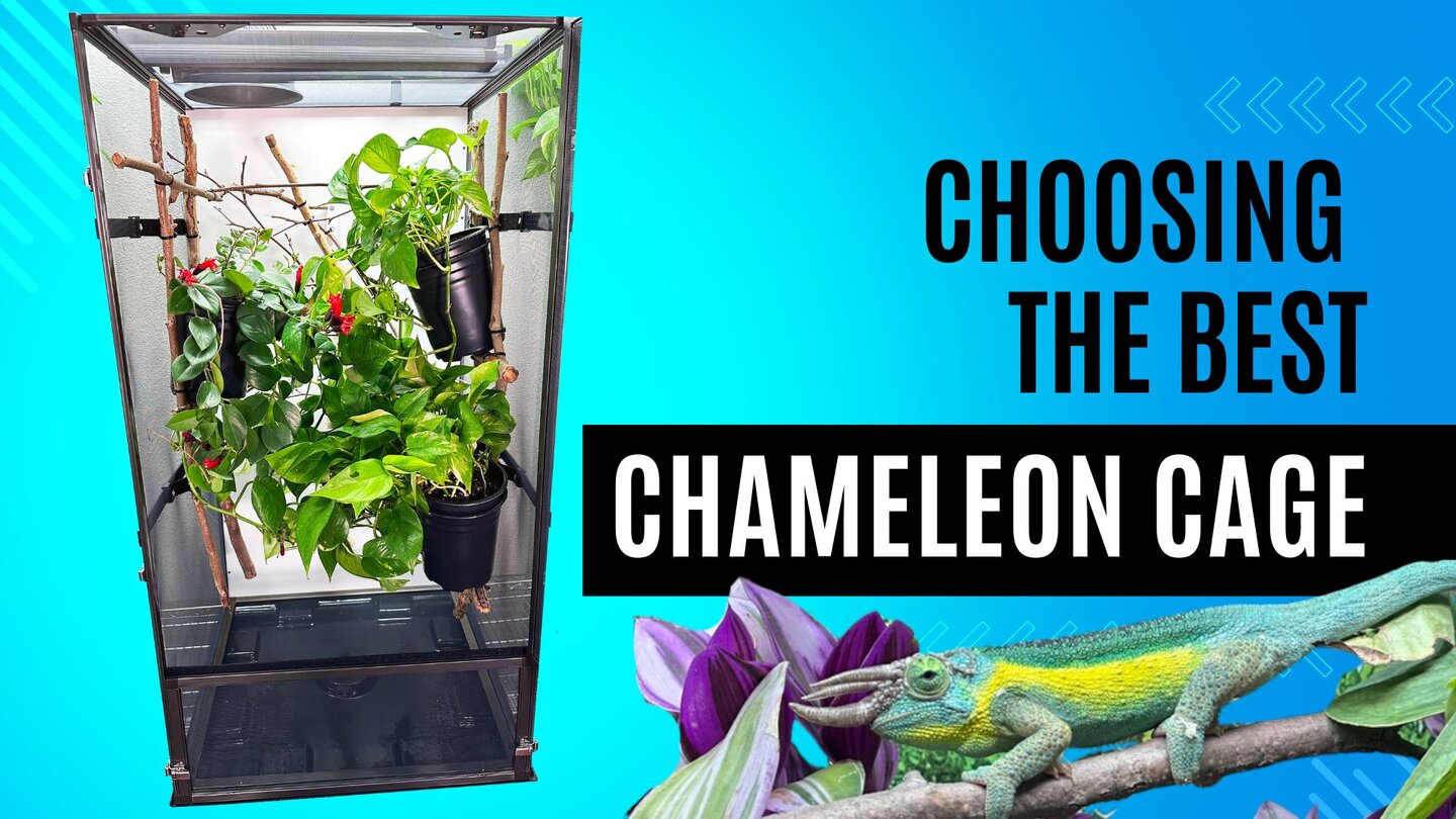 Best Chameleon Cage.jpg