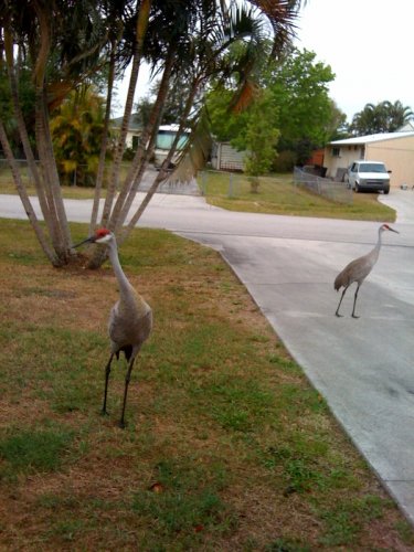 sandhill crane.jpg