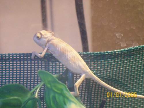 11-9-09 chameleons 008.jpg