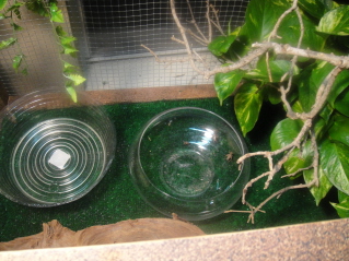 liner and feeder bowl.JPG