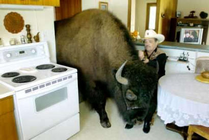 bison-in-kitchen.jpg