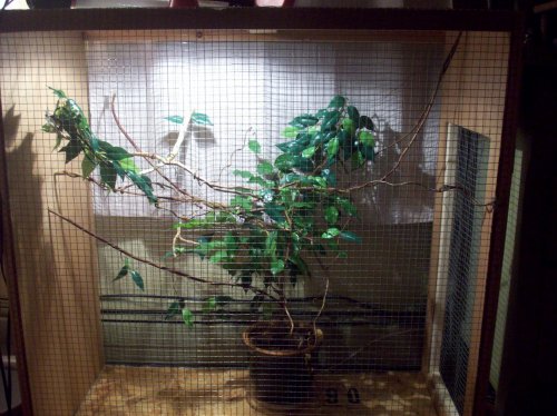 Nov 09 frog + cham cage 099.jpg