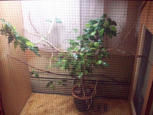 Nov 09 frog + cham cage 104.jpg