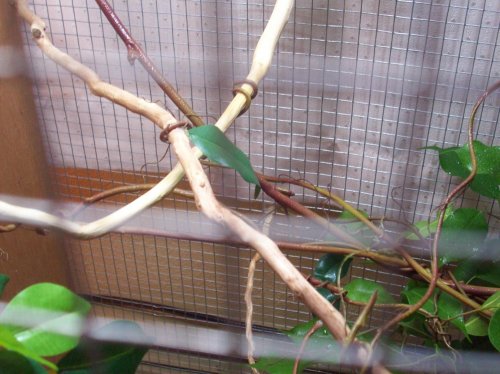 Nov 09 frog + cham cage 108.jpg