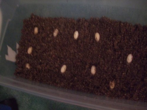 chameleon eggs 005.jpg