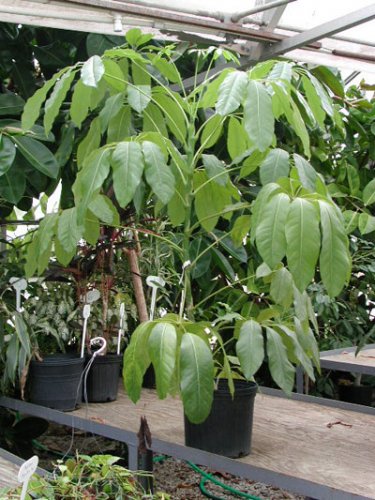 11_Schefflera.jpg