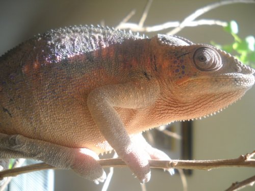 Chameleons 027.jpg