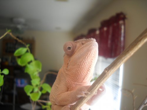 Chameleons 036.jpg