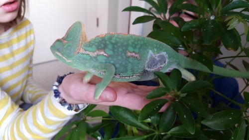 dark patch after shedding on veiled chameleon chameleon