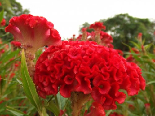 Cockscomb-Crested.jpg