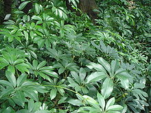 Schefflera_arboricola.jpg