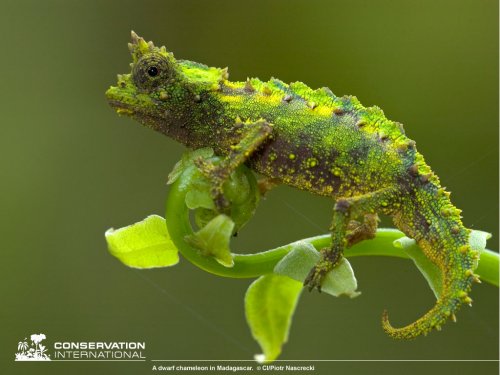 download_madagascar_chameleon_1024x768.jpg