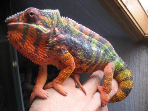 Diego Suarez Panther Chameleon.jpg