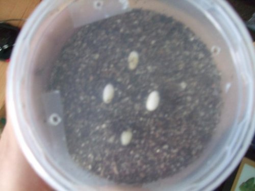 Luna Eggs 3-27-10 004.jpg