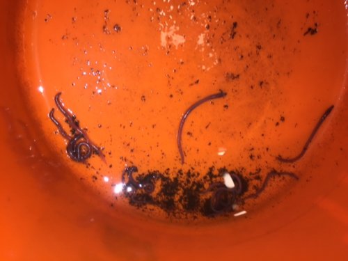 Worms in water catch.JPG