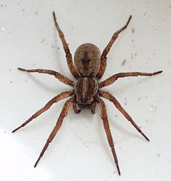 wolf spider.jpg