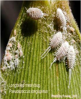 Longtail_mealybug.jpg