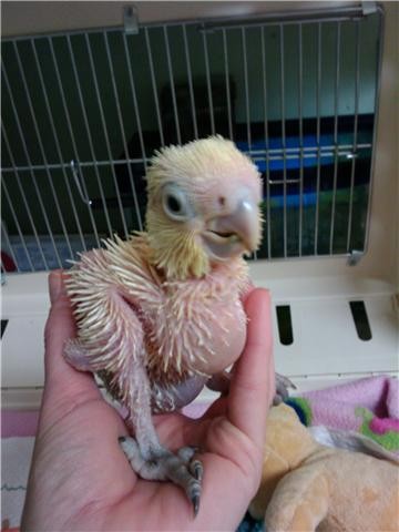 4wk old goffins cockatoo.jpg