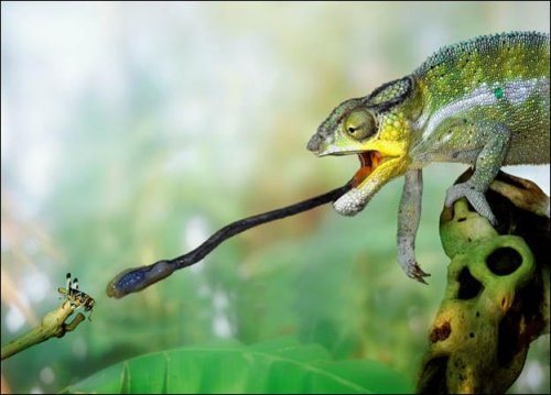 chameleon eating 5.jpg