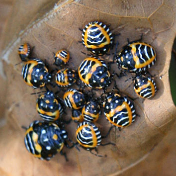 harlequins bugs.jpg