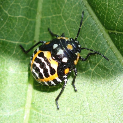 The Harlequin cabbage bug - does anyone know this bug? | Chameleon Forums