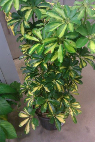 Golden Schefflera.jpg