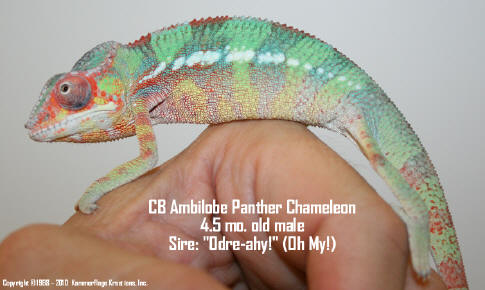 Odre-ahy - 4.5 mo. old male - 2a_small1.JPG