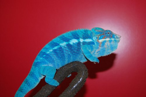 chameleons 020.jpg