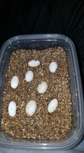 Crested gecko eggs 9.22.jpg