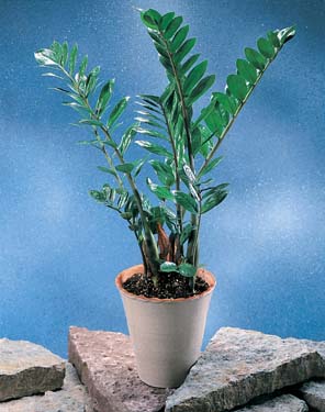 20059171730534236907_potted_plant__Zamioculcas_zamiifolia__Money_Tree.jpg