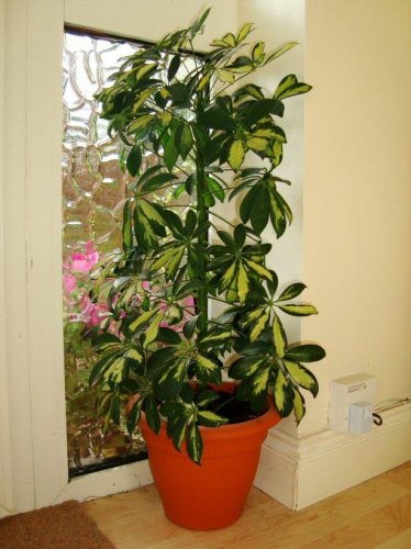 umbrella-plant-L6.jpg