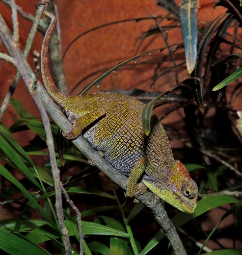 Kinyongia boehmei Female Portrait 1.jpg