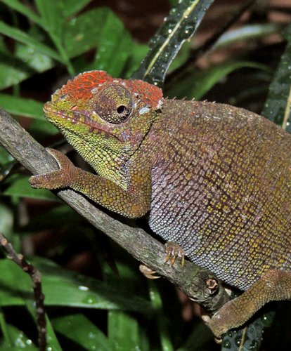 Kinyongia boehmei Female Portrait 3.jpg