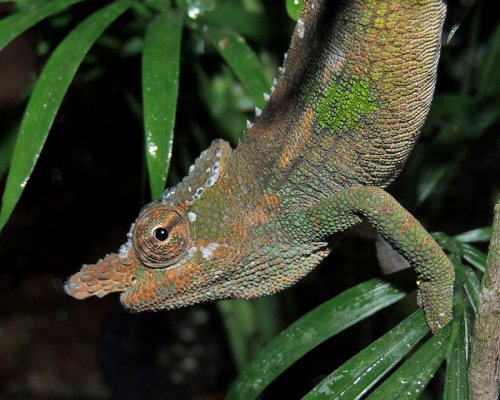 Kinyongia boehmei Male Portrait 2.jpg