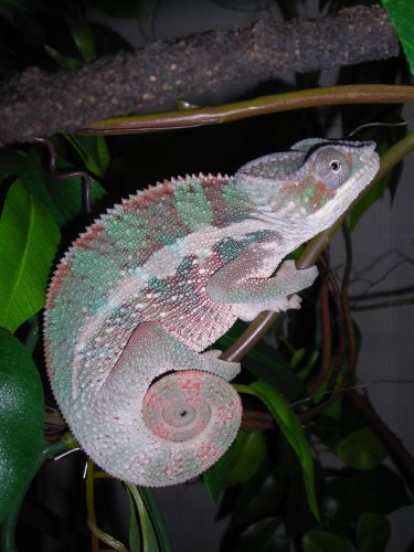 chameleon2 001.jpg