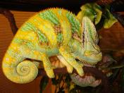 chameleon pics 002.jpg