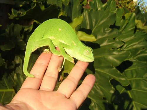 female senegal.jpg