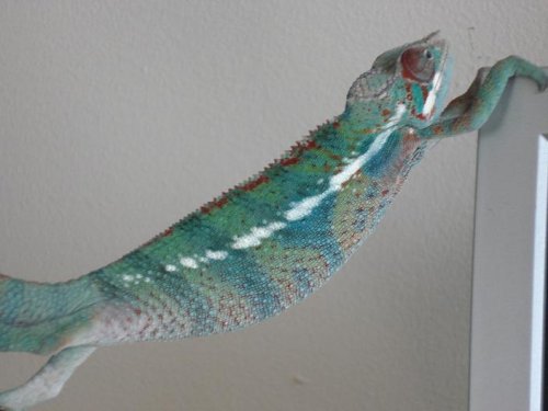 chameleon pics 035.jpg