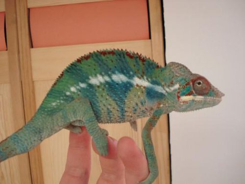 chameleon pics 078.jpg
