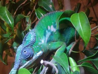 chameleon stuff 011.jpg