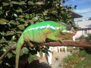 chameleon stuff 017.jpg