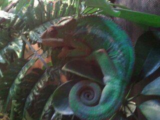 chameleon stuff 013.jpg