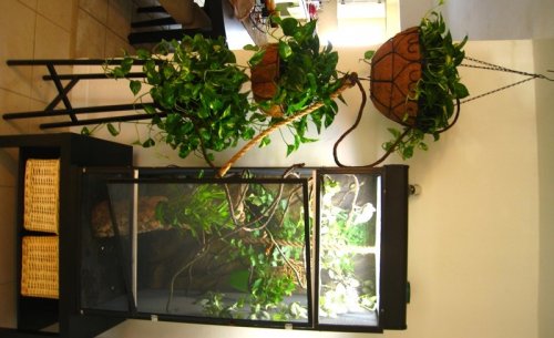 hanging pots set up.jpg