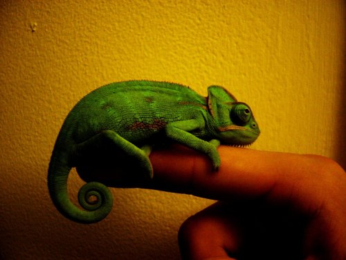 Chameleon 5.jpg