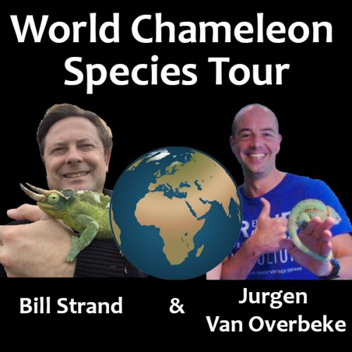 World Chameleon Species Tour begins!