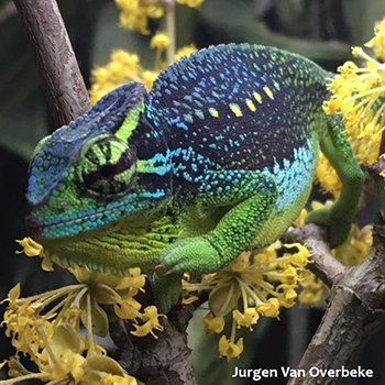 World Chameleon Species Tour: Trioceros serratus