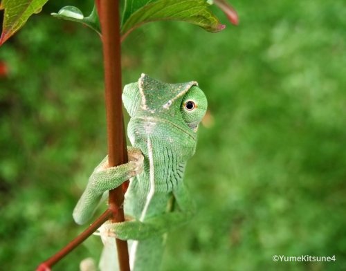 chamaeleo-senegalensis-1.jpg