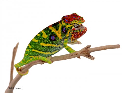 furcifer-minor-1.jpg